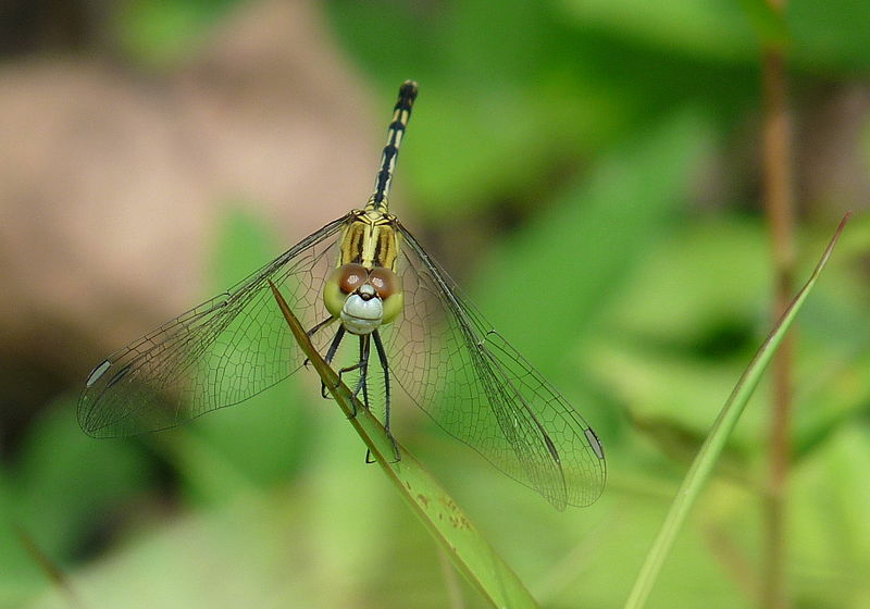 File:Diplacodes trivialis female by kadavoor 2.JPG