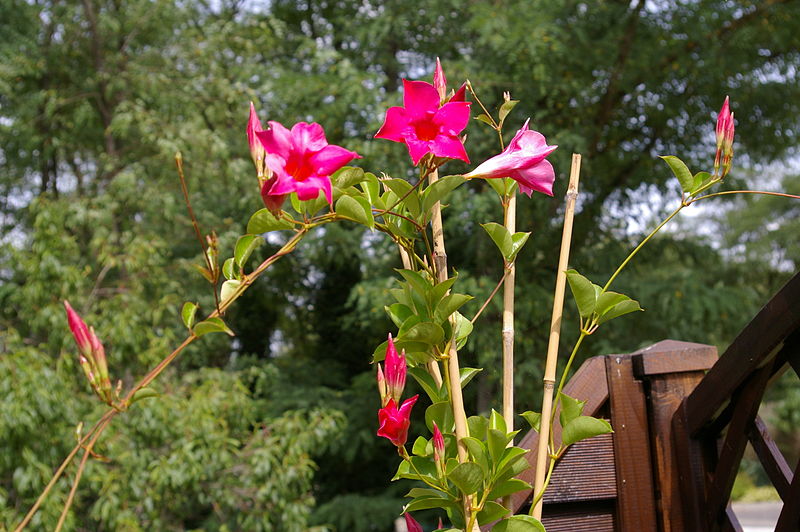 File:Dipladenia 2.JPG