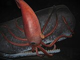 In this diorama, the giant squid loses to a larger and more intelligent predator, the sperm whale. Sperm whales often bear scars from encounters with giant squid that ended with the squid being eaten.