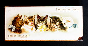 Droste Langues de Chats doosje met 5 kattekopjes, foto 1.JPG