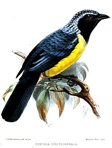 Buff-breasted mountain tanager Proceedings of the Zoological Society of London 1896 DubusiaStictocephalaKeulemans.jpg