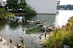 Thumbnail for File:Ducks landing at Millennium Plaza on Lakewood Bay - Lake Oswego, Oregon.jpg