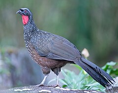 Dusky-legged guan.jpg