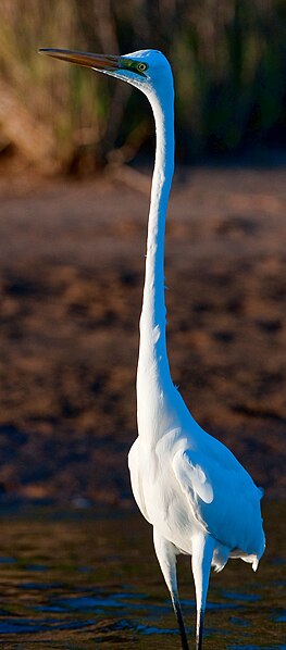 File:EasternGreatEgretLongNeck.jpg