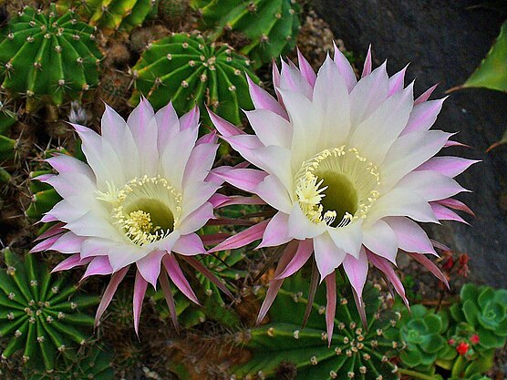 Gallery of plants of the Botanical Garden Karlsruhe