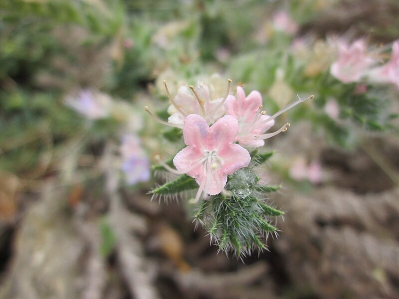 File:Echium italicum flower.jpg