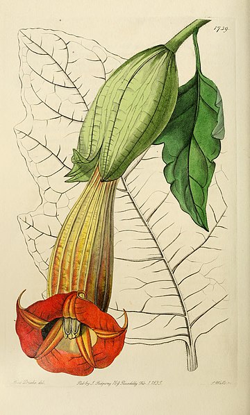 File:Edwards' botanical register, or, Ornamental flower-garden and shrubbery .. (1829-1847) (21146613966).jpg