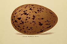 Egg Eggs of British Birds Seebohm 1896 Plate21 The Common Loon.jpg