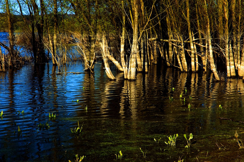 File:Elbe swamp.jpg