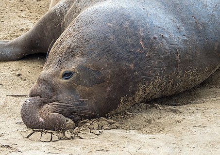 Northern elephant seal bull between fights