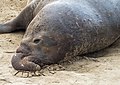 Image 13Male elephant seal resting between fights in Ano Nuevo