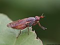 Elgiva cucularia (Linnaeus, 1767)