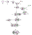 Darstellung der Endosymbiontentheorie