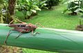 unidentified Ensifera, Costa Rica