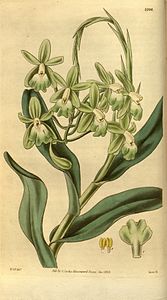 Epidendrum harrisoniae - Curtis '60 (N.S. 7) pl. 3209 (1833) .jpg
