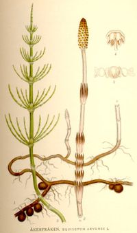 Agerpadderok (Equisetum arvense).