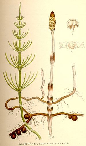 Equisetum arvense nf.jpg