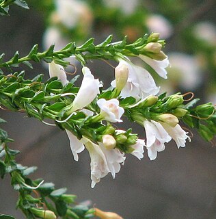 <i>Eremophila brevifolia</i> Species of flowering plant