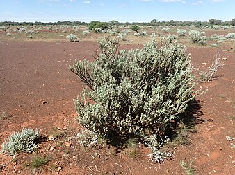 E. rigida growing south of Newman Eremophila rigida (habit).jpg