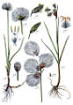 1: E. scheuchzeri. 2: E. angustifolium.