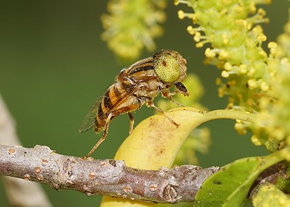 Eristalinus quinquestriatus