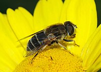 Eristalis arbustorum (Syrphidae)