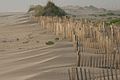 Erosion control efforts with wooden fence in sand.jpg