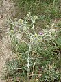 Eryngium campestre Germany - Tauberland