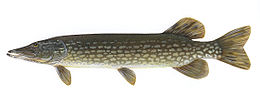 Csuka  (Esox lucius)