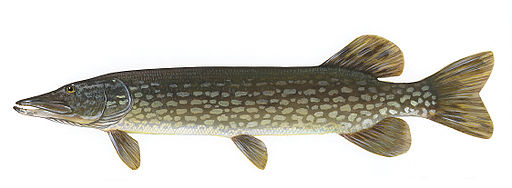 Esox lucius1