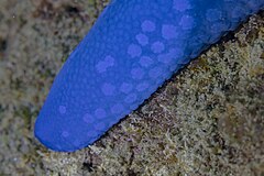 File:Estrella de mar azul (Linckia laevigata), Anilao, Filipinas, 2023-08-22, DD 272.jpg (Category:Linckia laevigata)