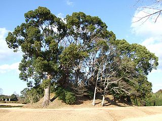 <span class="mw-page-title-main">Eta Funayama Kofun</span> Burial mound in Japan