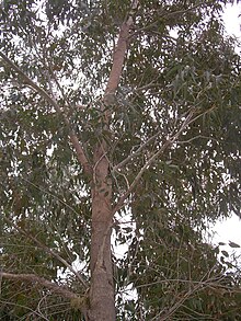 Eucalyptus botryoides.JPG