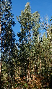 Eucalyptus globulus Habitus