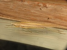 Euconocephalus nasutus (13456719124) .jpg