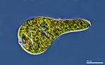 Miniatura para Euglena