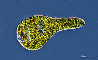 <span class="mw-page-title-main">Spirocuta</span> Group of flagellates with flexible cells