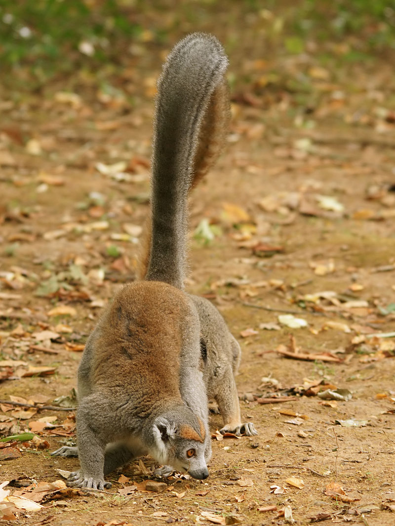 Eulemur coronatus (female).jpg