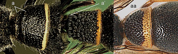 Первый тергит брюшка Subancistrocerus sichelii (a), Pseudonortonia abbreviaticornis (a’), Stenodynerus chinensis (aa)