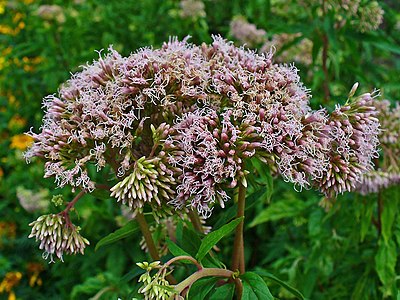 Eupatorium cannabinum Inflorescences