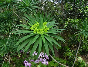 Descrizione dell'immagine Euphorbia bourgeana kz1.JPG.