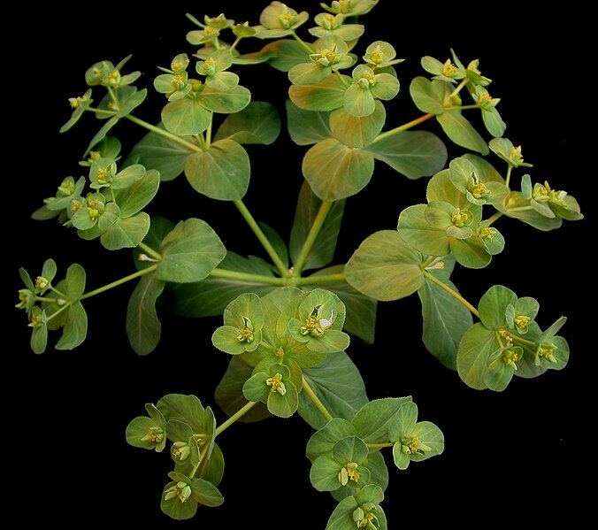 File:Euphorbia helioscopia 15-p.bot-euph.helio-17.jpg