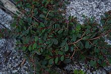 Euphorbia humifusa PID2026-7.jpg