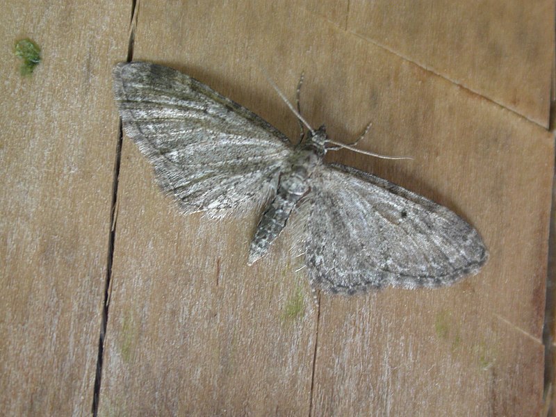 File:Eupithecia vulgata.jpg