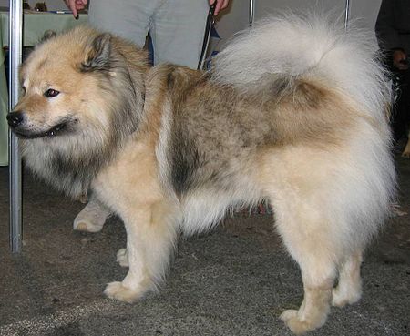 Eurasier Image 001.jpg