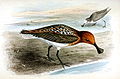 Eurynorhynchus pygmeusIbis1869P012AA.jpg