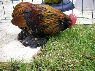 Barbu dEverberg breed of bantam chicken