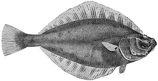 <i>Cleisthenes pinetorum</i> Species of fish