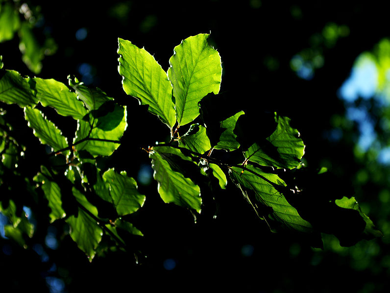 File:Fagus sylvatica - leaves.jpg