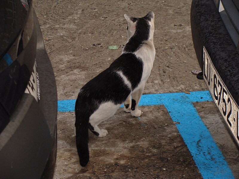 File:Felis silvestris catus.004 - A Coruña.jpg